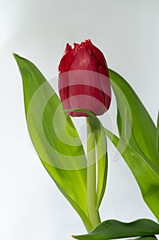 Single red tulip with copy space