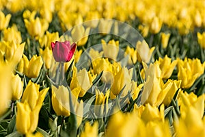 A single red tulip in a field full of yellow tulips