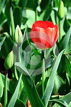 Single Red Tulip Flower