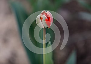 Single red tulip flower. One red tulip flower on green background.
