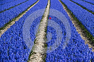 Single red tulip in lushly flowering blue hyacinth field