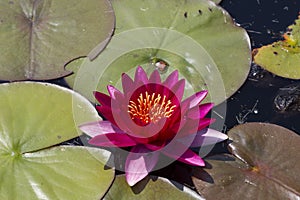 Single Red water lily flower in a pond