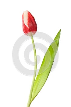Single red-white closed tulip