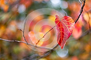 A single Red and Yellow Autumn Fall Leaves with a selective focus in Adelaide South Australia on 12th April 2018