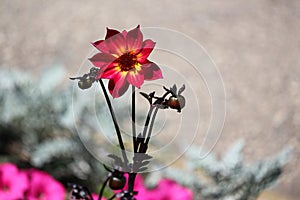 Single red yellow dark-stemmed dahlia flower