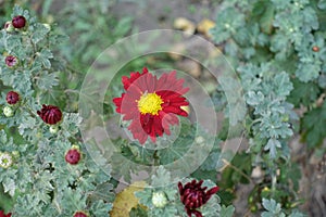 Single red and yellow flower of Chrysanthemum