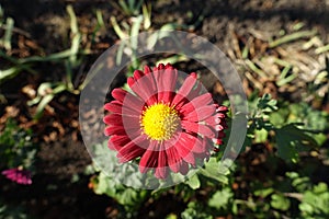 Single red yellow flower of Chrysanthemum in November