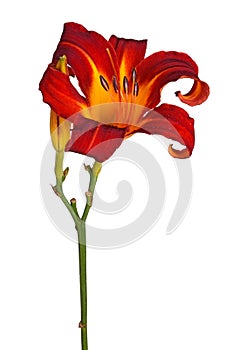 Single red and yellow flower of a daylily isolated