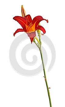 Single red and yellow flower of a daylily isolated