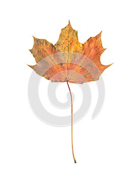 Single red yellow maple leaf isolated on white background