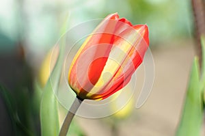 Single red and yellow tulip bud close-up on the background of a garden