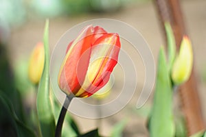 Single red and yellow tulip bud close-up on the background of a garden