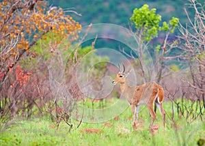 Single Reedbuck (Redunca arundinum)