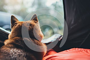 Single resting dog in campsite forest, close up back view tourist red shiba inu leisure in camp tent , hiker sad puppy dog looking