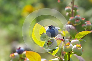 Single ripe blueberry in a cluster on a bush