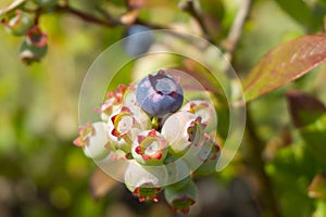 Single ripe blueberry in a cluster on a bush