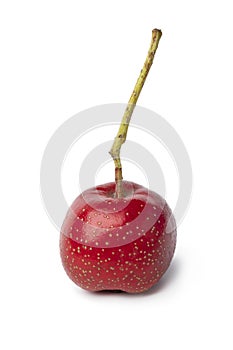 Single ripe fresh red hawthorn berry close up on white background