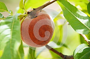 Single Ripe Juicy Peaches Ready for Harvest