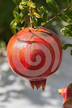 Single ripe pomegranate fruit Punica granatum hanging from tre photo