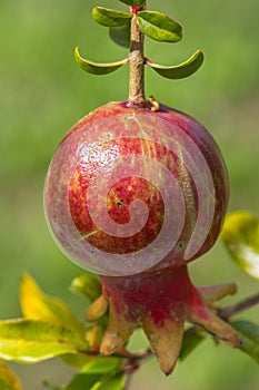 Single ripe pomegranate fruit Punica granatum hanging from tre photo