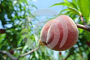 Single ripe red peach on the tree in an orchard on a sunny day