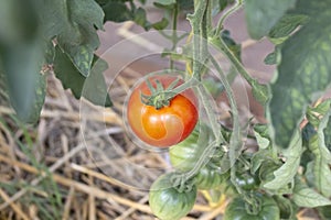 Single ripe red tomato growing on a green plant at farm in a greenhouse in summer