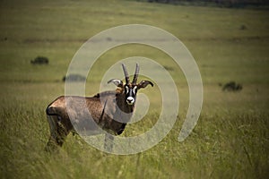 Single Roan antelope Africa in the grasslands