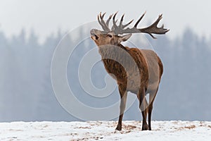 Single roaring adult deer with big beautiful horns on snowy field on forest background