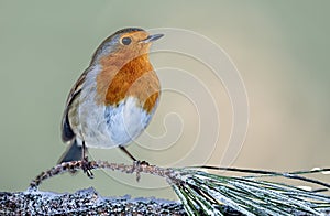 A single Robin on a branch