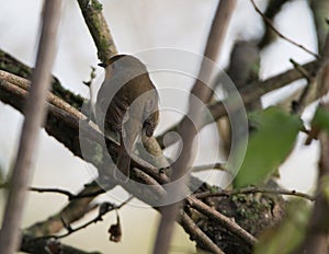 Single Robin perching in a tree, with it`s back to the camera