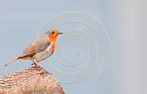 A single robin sat on a tree stump