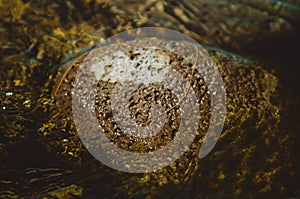 Single rock covered in moss in the river bed