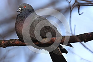 Single Rock Pigeon or Rock Dove bird on a tree branch in spring season