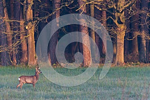 Single roebuck on meadow next to forest during hazy morning