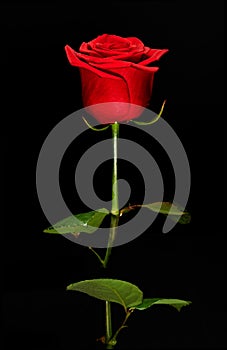 Single romantic red rose