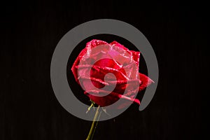 Single romantic red rose black background