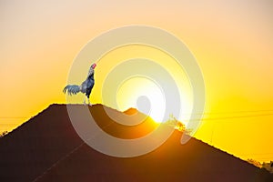 Single rooster and beautiful sunrise on  yellow gold sky on background with silhouette roof home , tree