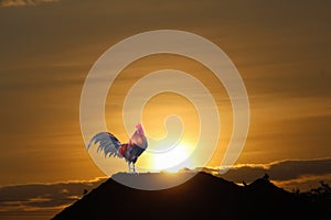 Single rooster standing on roof house with sunrise on beautiful sky dawn background