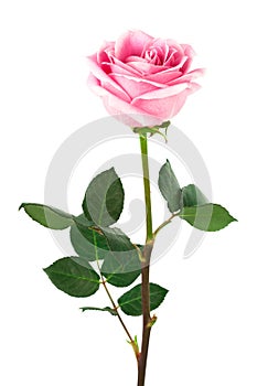 Single rose photo