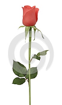 Single rose