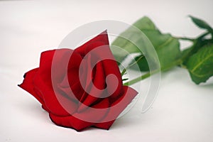 Single Rose