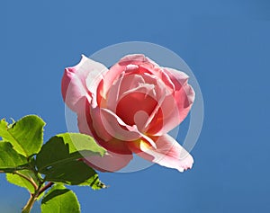 Single rose photo