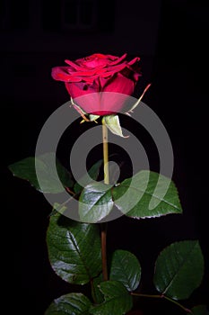 Single rose on black background