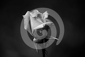 Single rose in black and white