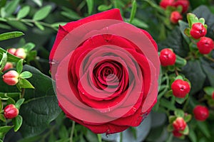 A single rose closeup background