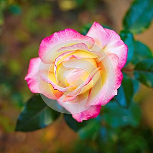 Single rose closeup in the garden