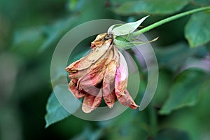 Single rose with almost completely dried shrunken and brittle petals on dark green leaves background