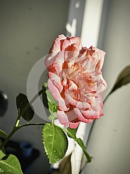 Single Rose with Dark pink edged petals,reflection of sunlight shining around