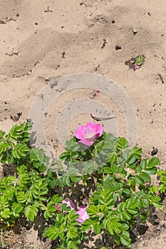 Single rose in the desert