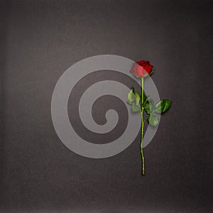 Single rose flower on black background. Mourning, condolence, commemoration concept. Mourning card with space for text. Flat lay, photo